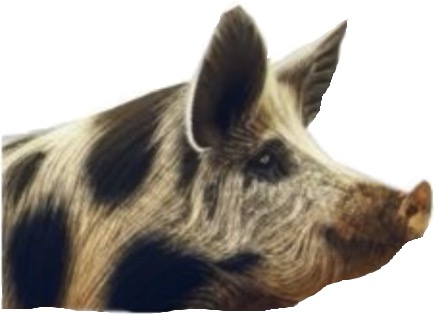 Melnā cūka